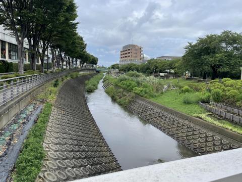 和泉川・地蔵原の水辺(2023年7月)