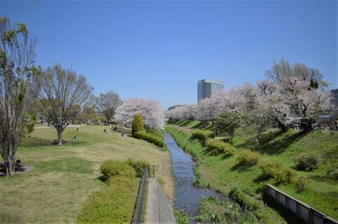 春は桜がとても綺麗です(2024年4月)