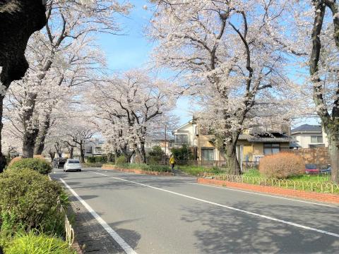 綾西緑地（桜並木）(2025年4月)