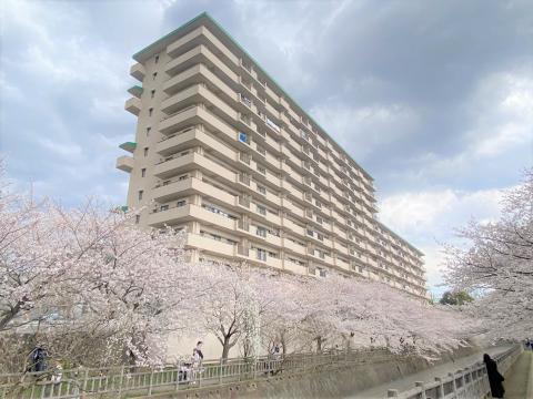 目久尻川の桜並木と「かしわ台クラルテ」(2025年4月)