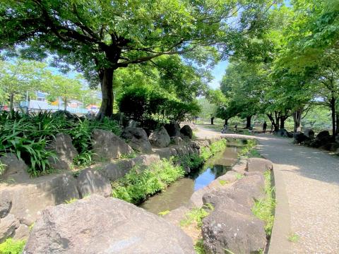 北部公園（小川）(2025年6月)