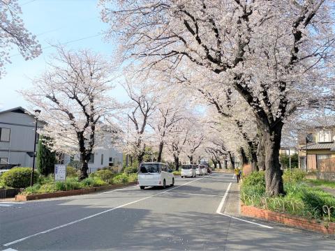 綾西緑地の綺麗な桜並木②(2025年4月)